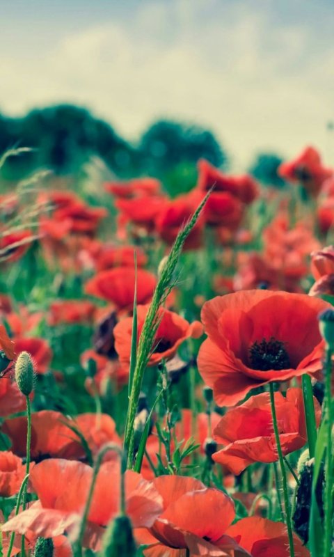 Летние цветы