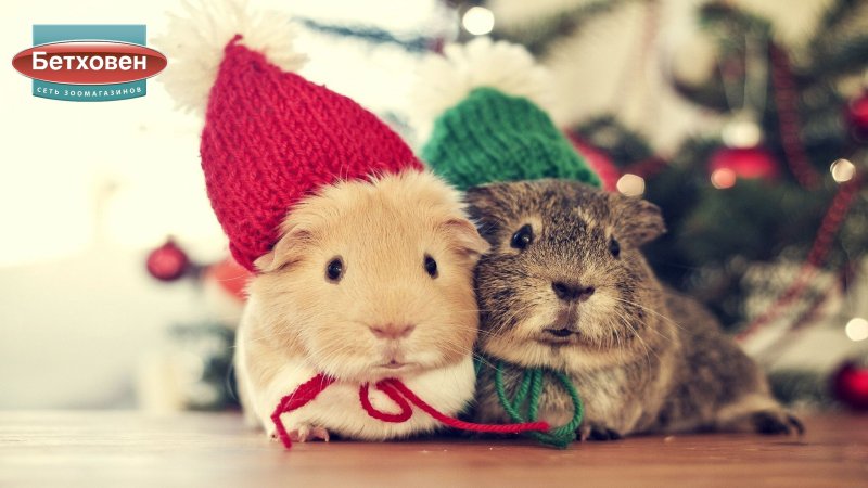 Новогодние животные