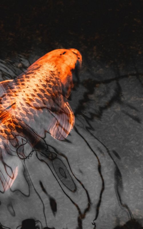 Золотой Карп рыба