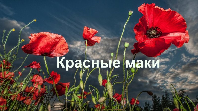 Красные маки