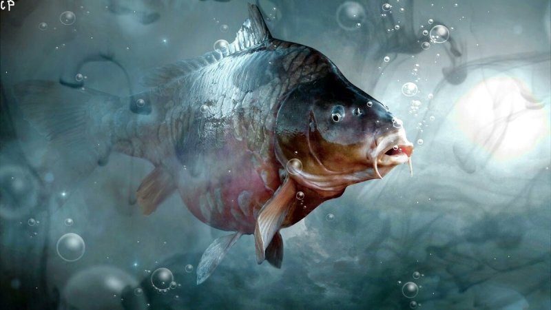 Огромная рыба