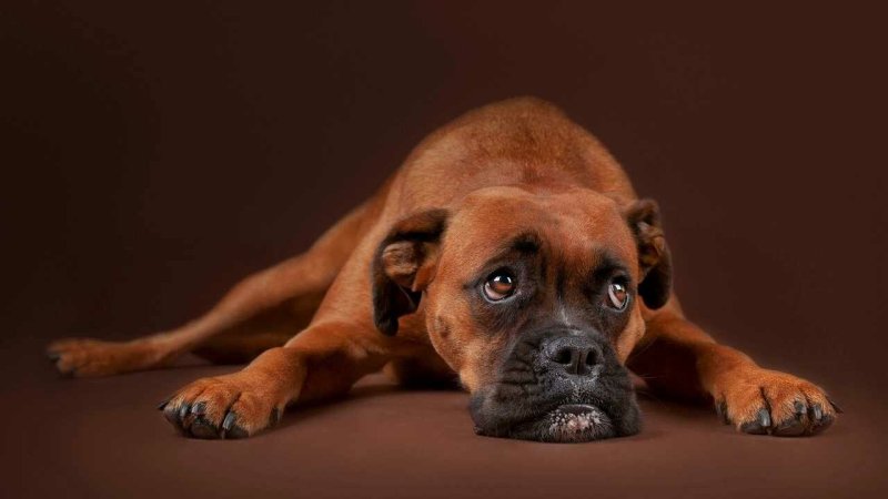 Боксёр собака