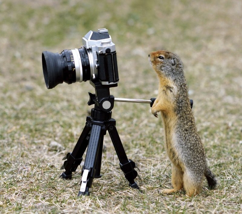 Животные с фотоаппаратом