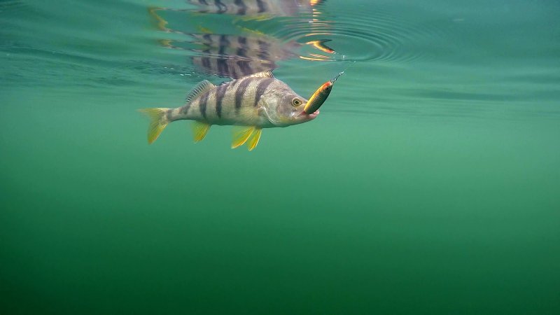 Речной окунь