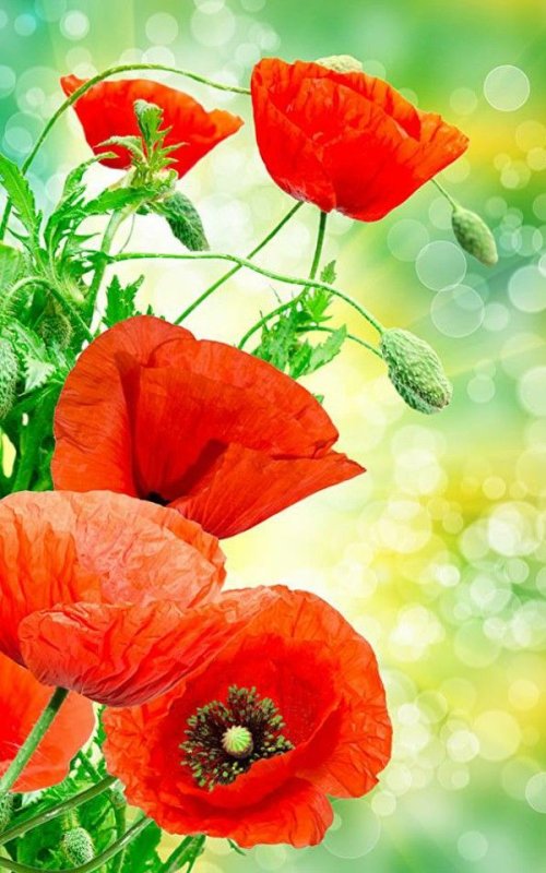 Большие яркие цветы