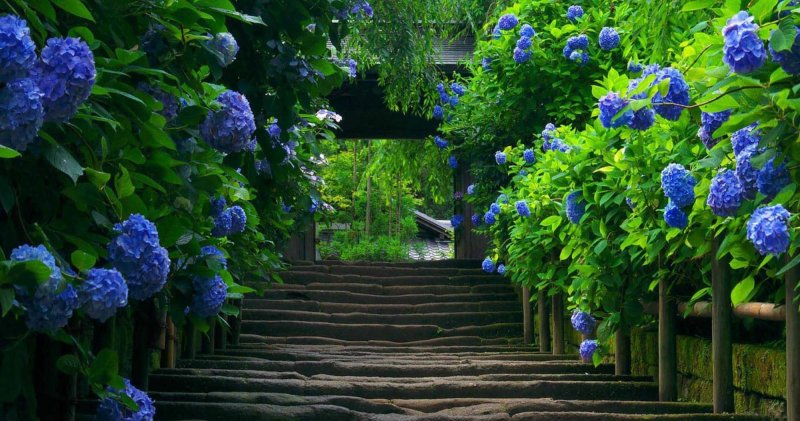 Гортензия Блю Гарден
