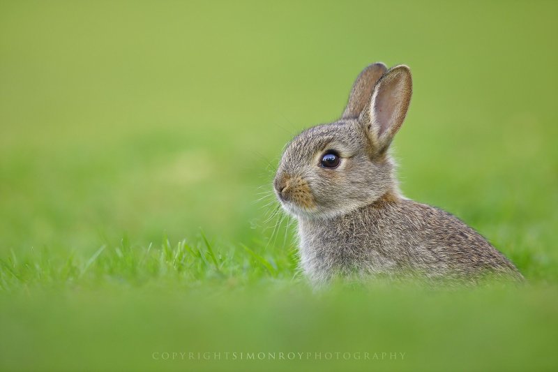Заяц на рабочий стол