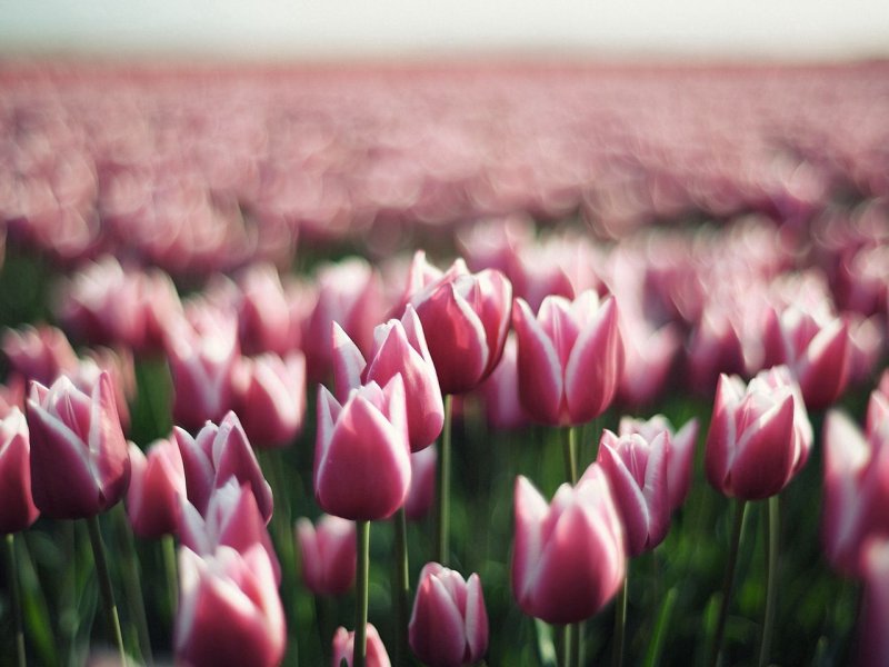 Тюльпан либридже