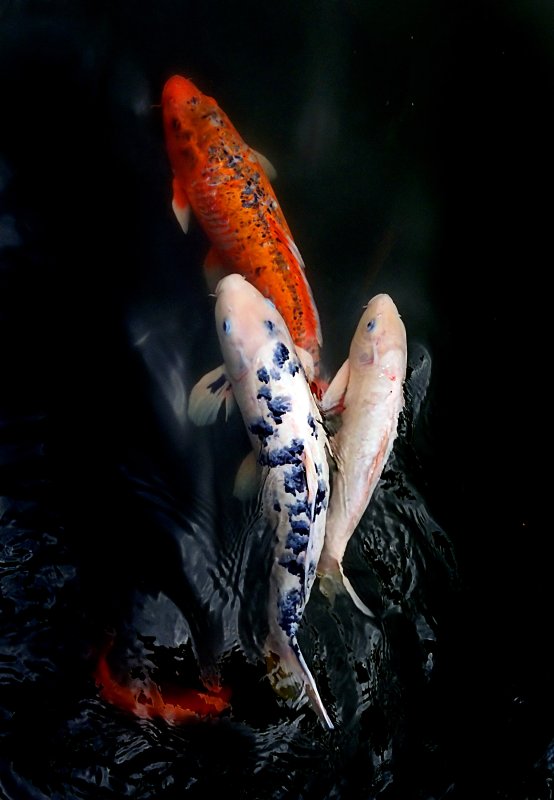 Карп кои вуалевый