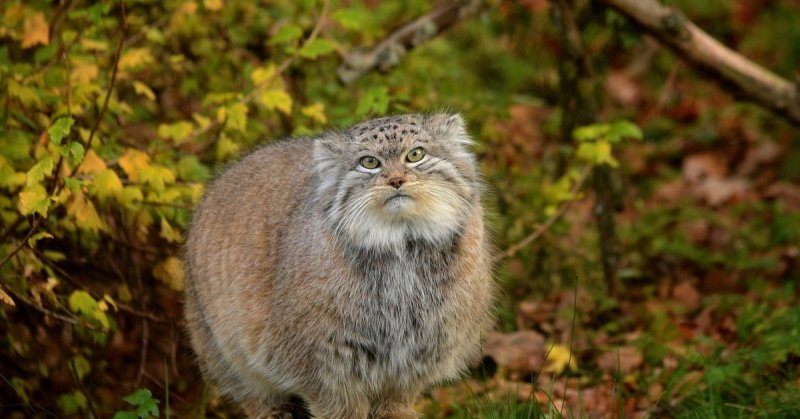 Дальневосточный Манул