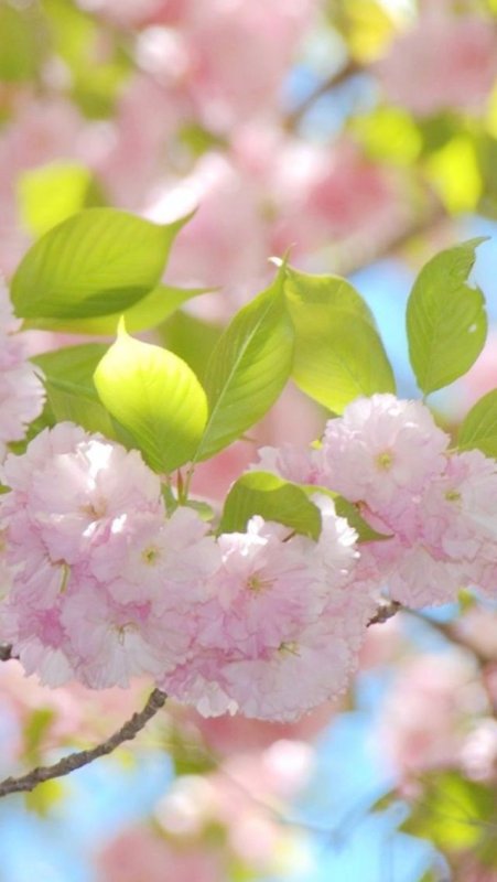 Красивая Весна