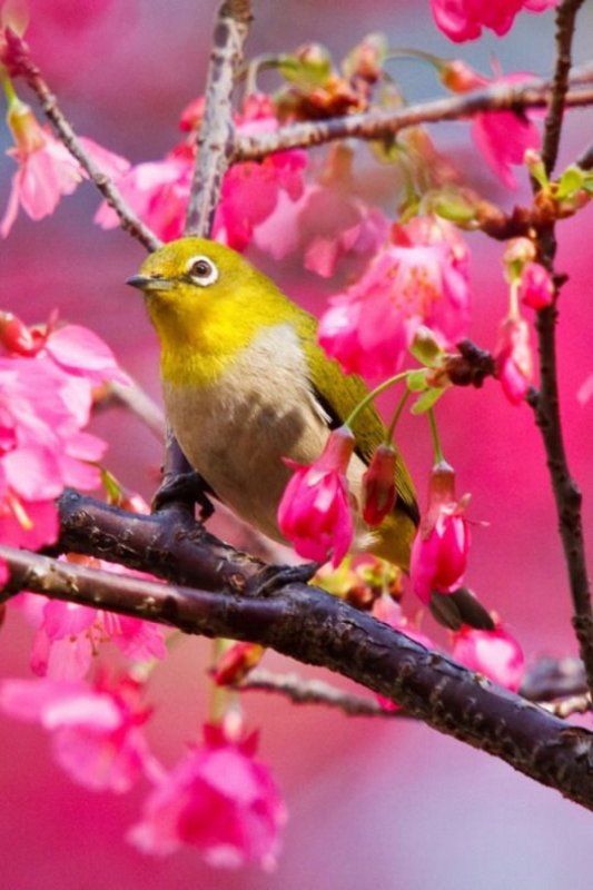 Самые красивые птицы