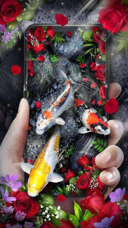 Рыбки кои живые