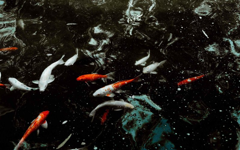 Рыбки на черном фоне