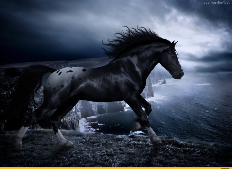 Вороной Мустанг