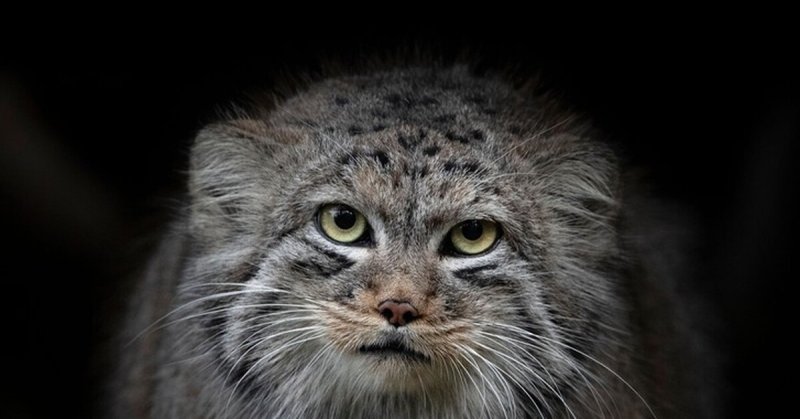 Дикий кот Манул котята