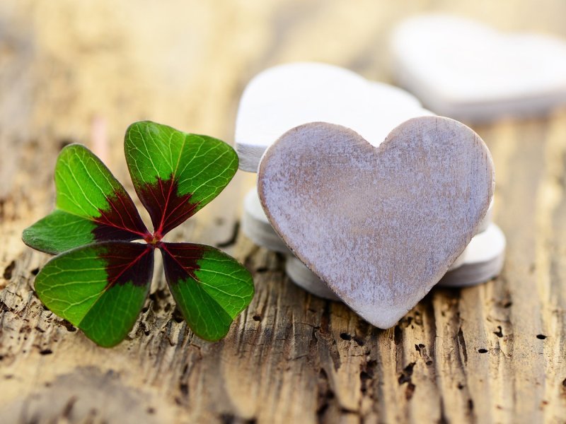 Обои Клевер четырехлистный