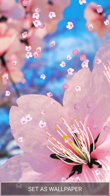 Живая Сакура