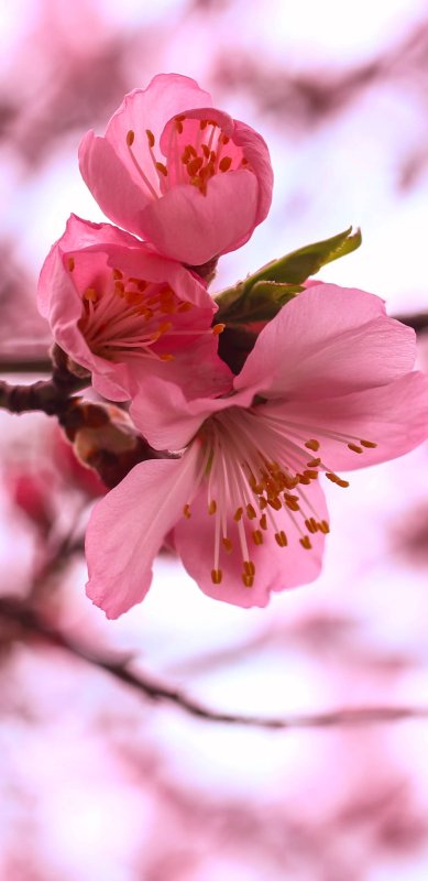 Обои Сакура