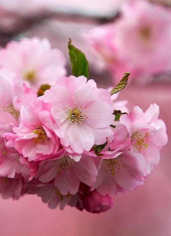 Живые обои на телефон