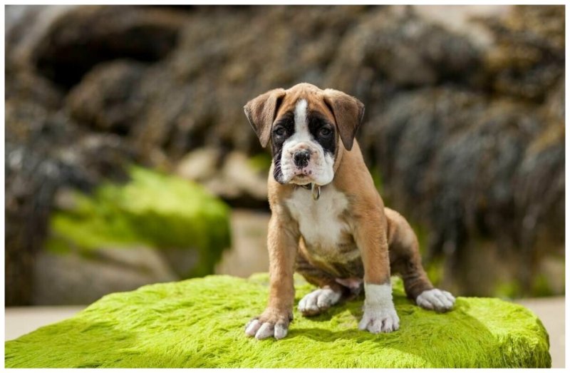 Картинки на рабочий стол собаки