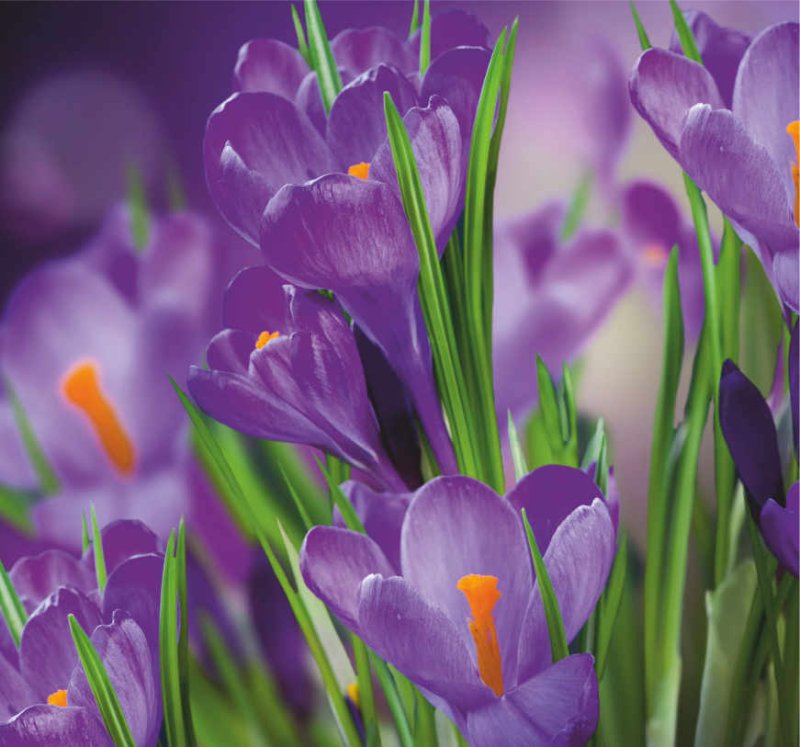 Крокус весенний фиолетовый