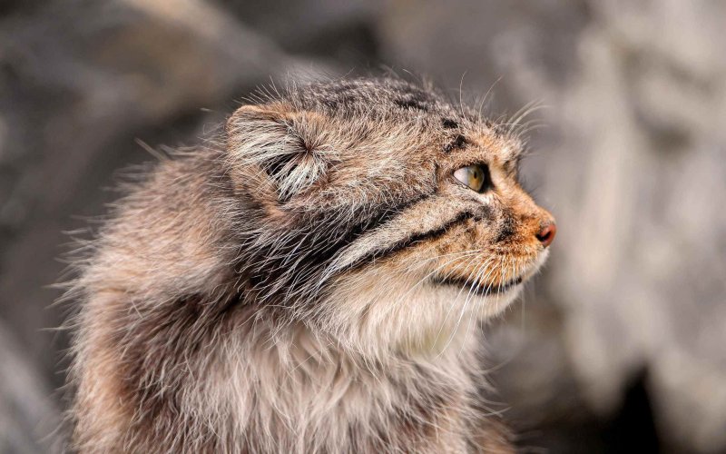 Тибетский Манул