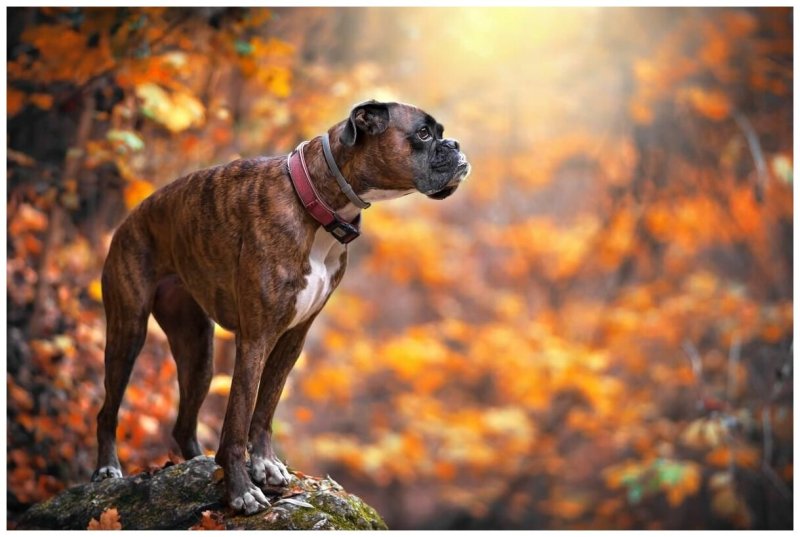 Боксёр собака