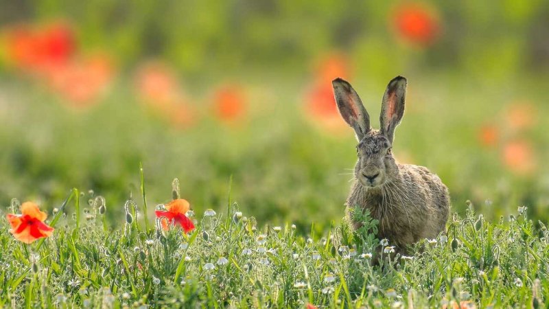 Заяц в поле