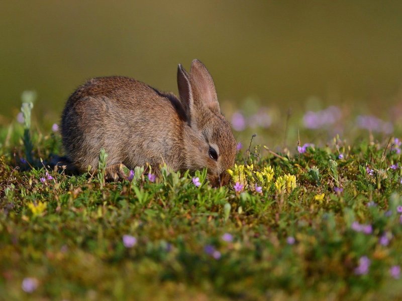 Кролик в лесу