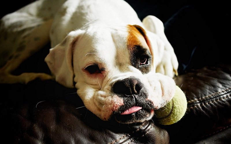 Черный боксер собака