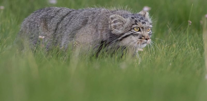 Сибирский дикий кот Манул