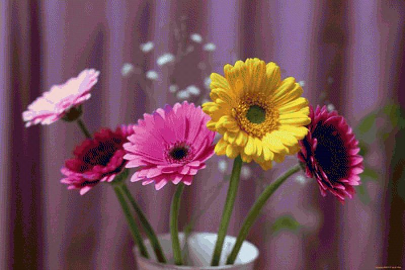 Гербера фламенко