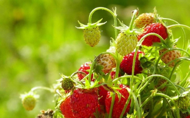 Фон для рабочего стола лето