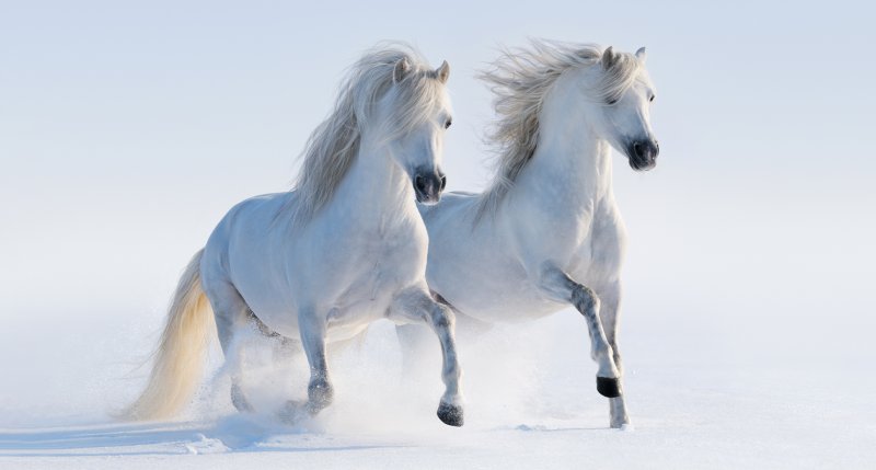 Белая лошадь Бегущая из воды