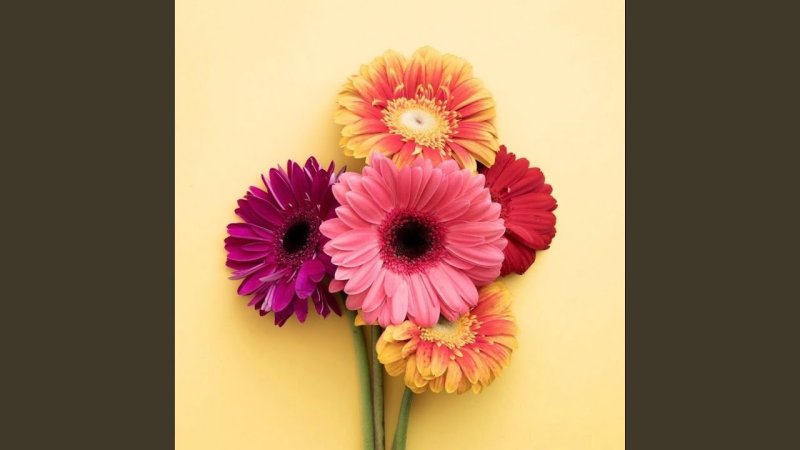 Гербера Абиссинская