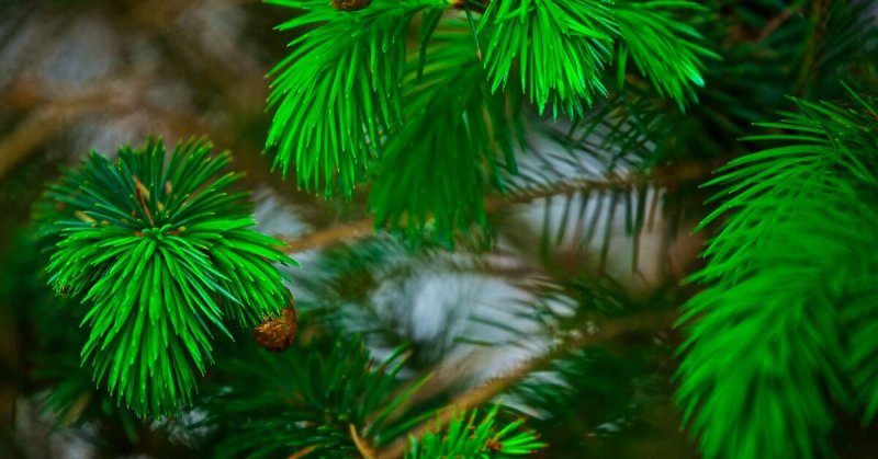 Еловая, Пихтовая, Сосновая лапы