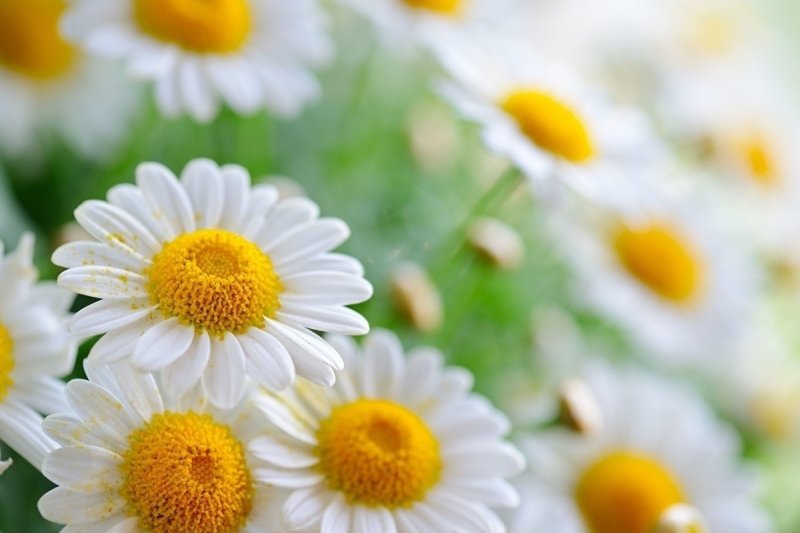 Ромашки для любимой