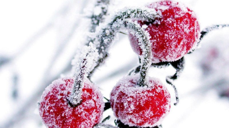 Ягоды в снегу