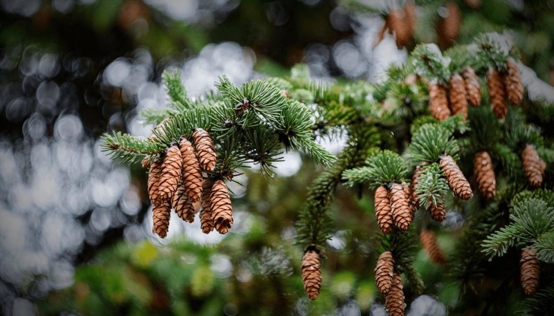 Шишки амбрового дерева