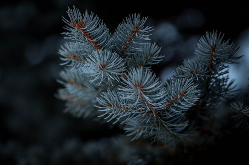 Голубая ель иней