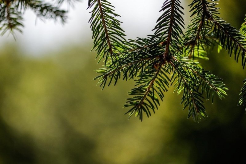 Хвойные ветки