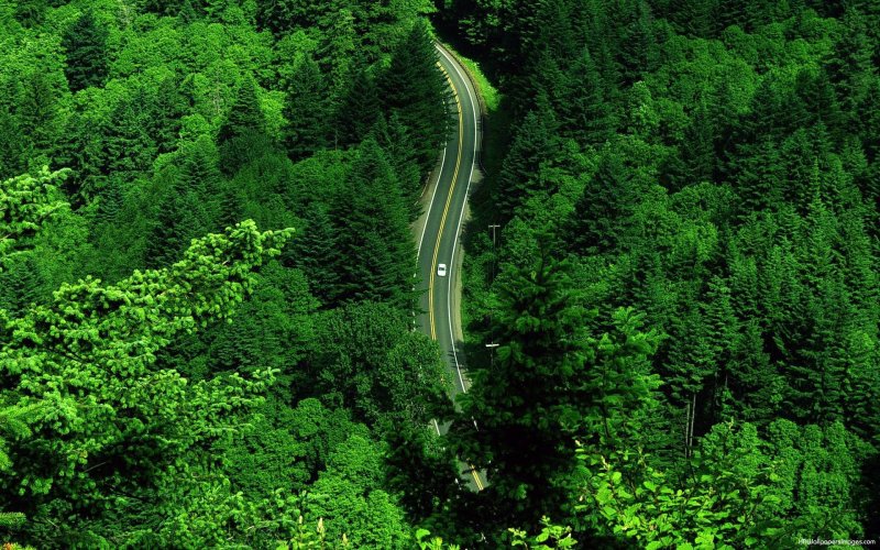 Зеленая дорога