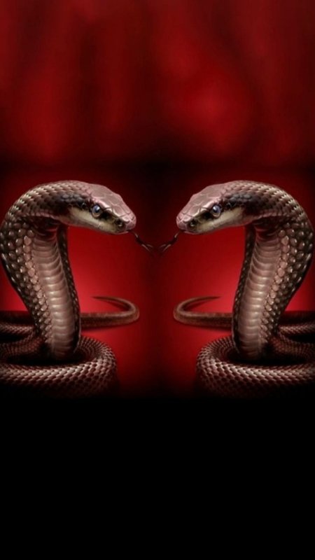 Блэк мамба змея