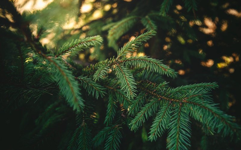 Араукария хвойные