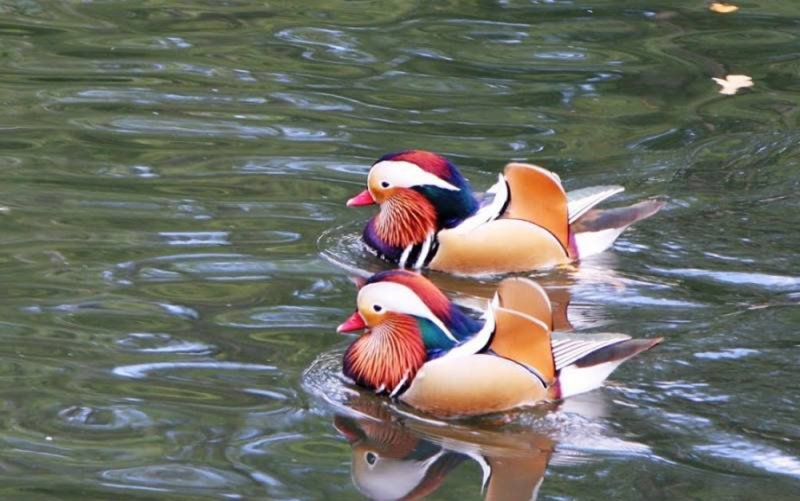 Уточки мандаринки