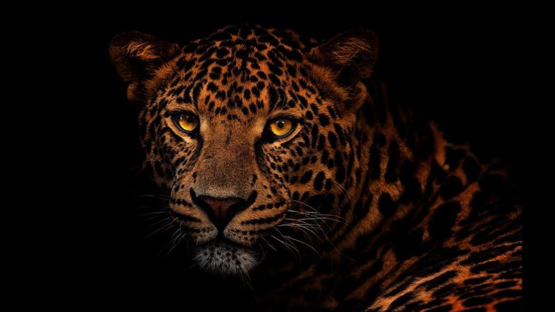 Леопард заставка