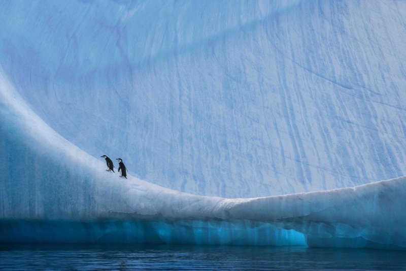 Арктика Антарктика Антарктида
