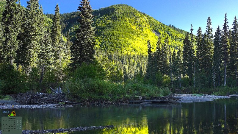 Тайга Канады