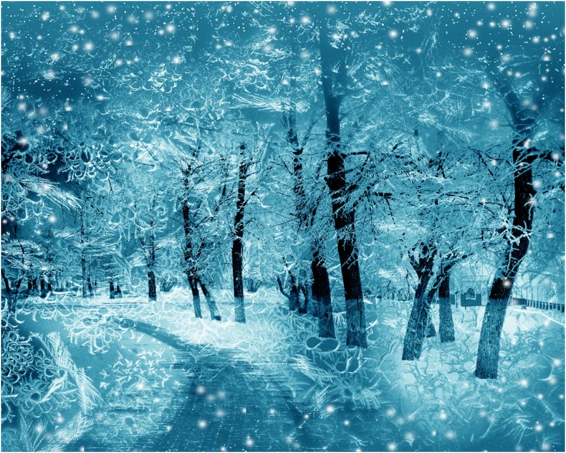 Фотообои зимний лес